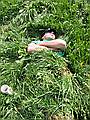 mai2003-26_std.jpg